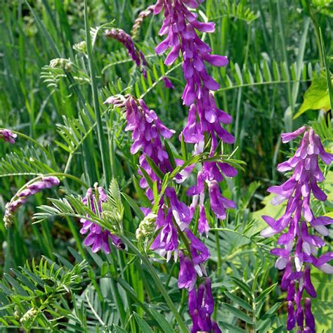 vicia villosa 1oz 500 seeds inoculated hairy vetch nitrogen fixing the plant attraction