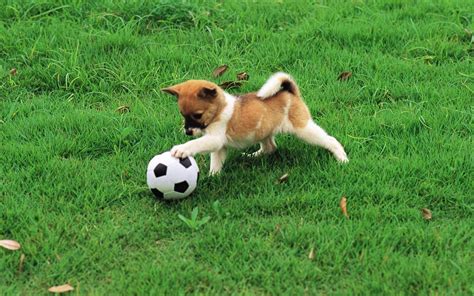 Street Football Cup Puppy Edition Urban Pitch