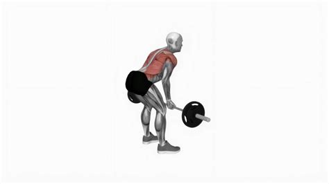 Barbell Underhand Grip Bent Over Row — Ryse