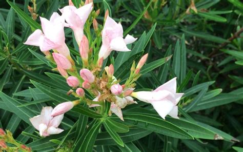 Pink oleander is a popular garden bush throughout the american south from florida to texas to drought tolerant, flood tolerant, and thrives in poor soil. Petite Pink Oleander - Hoot Acre Farm