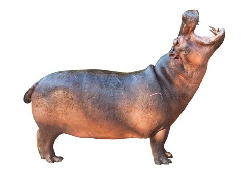 What Is A Hippopotamus With Pictures