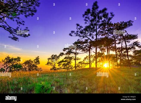 Sunbeams Through Pine Tree Stock Photo Alamy