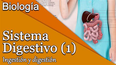 Clase de Biología Sistema Digestivo Ingestión y digestión YouTube