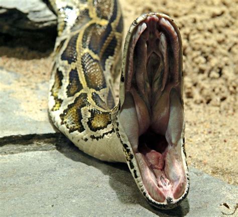 Beschreibung Python Molurus Bivittatus Open Mouth Merricks