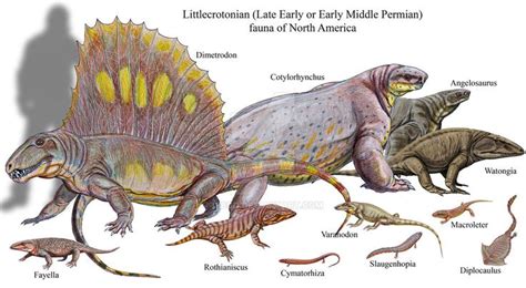 Littlecrotonian Faunal Assemblage Extinct Animals Synapsida Ancient