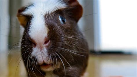 Everything You Need To Know About Guinea Pigs In 2023 Pet Engineers