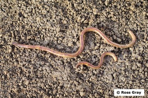 Snake Worm — Science Learning Hub