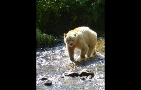 Spirit Bears Of British Columbias Great Bear Rainforest Pics