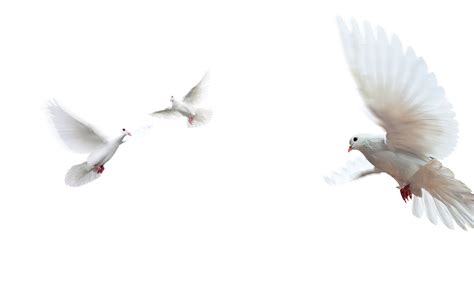 Doves As Symbols Rock Dove Image Peace Portable Network Graphics Dove