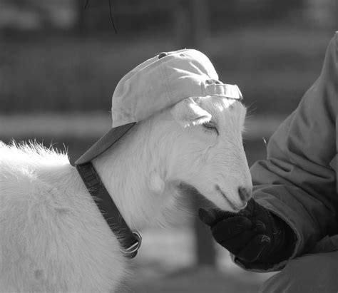 Goats On Twitter Goats Wearing A Hat Animals