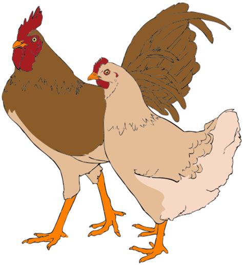 Download High Quality Rooster Clipart Chicken Transparent Png Images