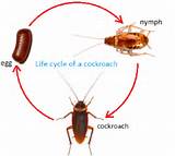 Photos of Cockroach Reproduction