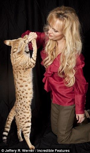 american savannah cat smashes record   worlds tallest domestic feline daily mail