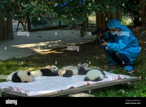 China Sichuan Province Chengdu Research Base Of Giant Panda Breeding Or