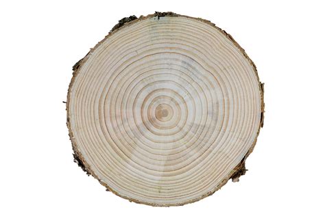 Cross Section Of A Pine Tree Trunk With Differentiated Growth Rings