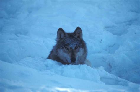 Arctic Tundra Animals Beautiful Scenery Photography