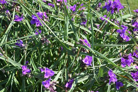 Spiderwort Purple Perennial Flower Cluster Green Thumb Advice