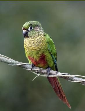 So for their safety keep their wings clipped at all times. Parrot Encyclopedia | Maroon-bellied Conure | World Parrot ...