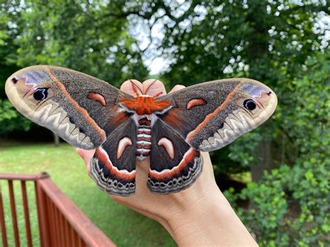 Largest Native Moth In North America The Cecropia Moth Detective Gluck
