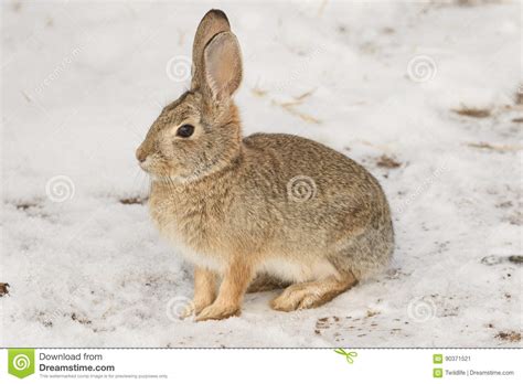 Cute Cottontail Rabbit In Snow Stock Image Image Of Rabbit Wildlife