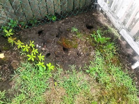 What Size Are Rat Holes Rat Holes In Garden Uk Bon Accord London