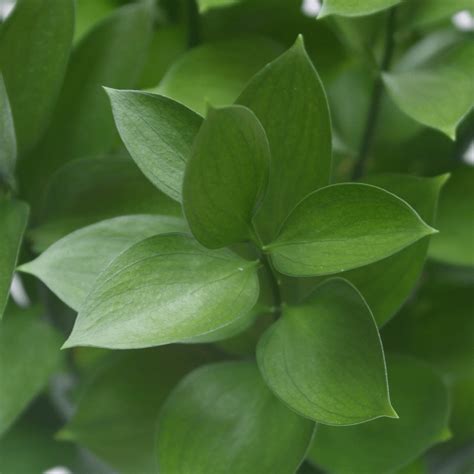 This will give the flowers time to condition/develop correctly and allow for any unlikely. Ruscus Leaves Greenery for Fresh Flower Bouquets | GlobalRose