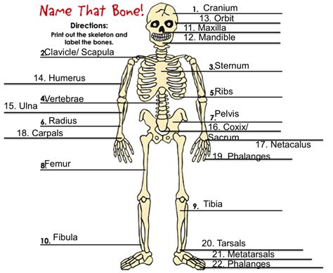 Interactive Guide To The Skeletal System Innerbody