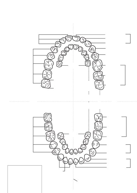Printable Tooth Surface Chart Customize And Print