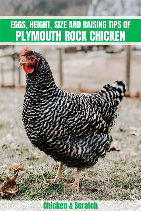 Plymouth Rock Chicken Eggs Height Size And Raising Tips Barred
