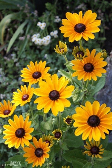 We did not find results for: Deer-Resistant Annuals: Colorful Choices for Sun and Shade ...