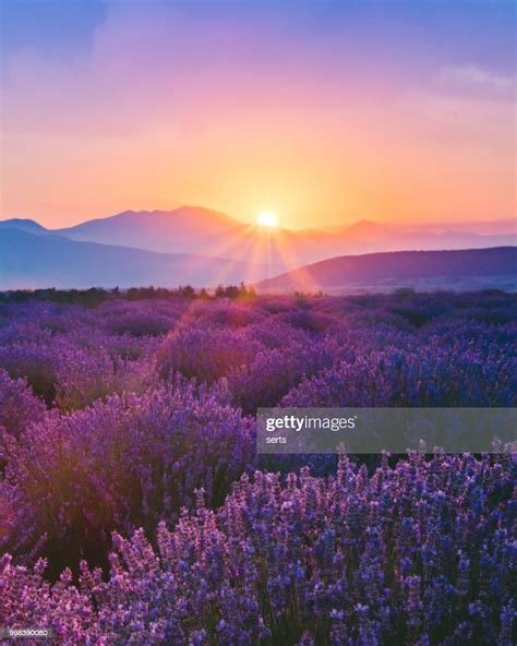 Lavender Field At Sunset High Res Stock Photo Getty Images