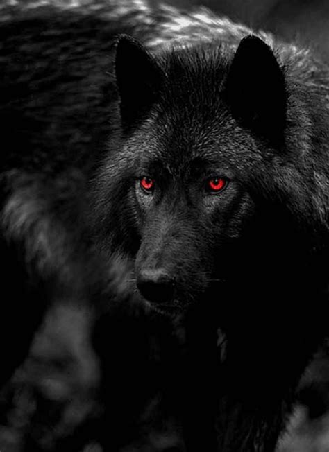 Black Red Eyed Wolf Wolf Eyes Wolf Love Wolf With Red Eyes