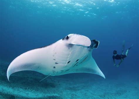 Photo Of The Day Underwater Pictures Manta Ray Giant Animals