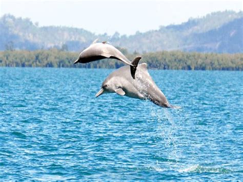 New Dolphin Species Found In Australia