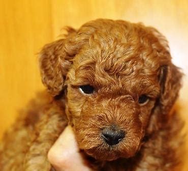 Any poodle which is 15 inches or less in height shall be disqualified from competition as a standard our lighter red puppies can lighten to a medium red or dark apricot with age we can let you know at a couple. Deep red poodle puppies for Sale in Pilot Point, Texas ...