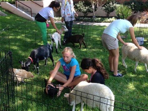 Petting Zoos Party Pronto Rentals