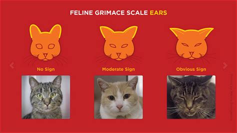 Signs Of Pain In A Cat Gegu Pet