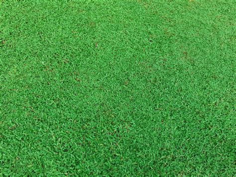 Check spelling or type a new query. Garden Items & Tools - Malasiyan carpet grass
