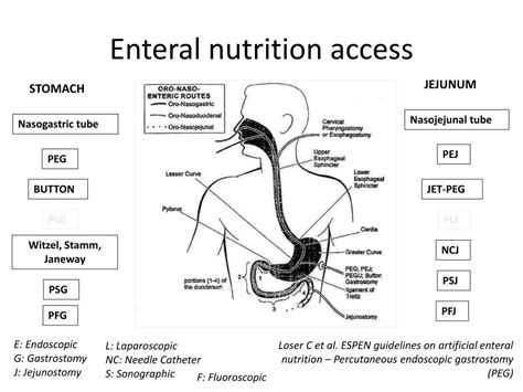 Ppt Basics Of Enteral And Parenteral Nutrition Powerpoint