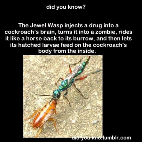 The Jewel Wasp Injects A Drug Into A Cockroachs Brain Turns It Into A Zombie Rides It Like A