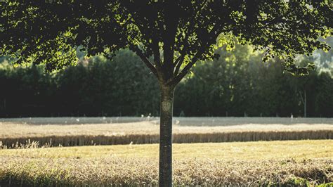 Green Leafed Tree · Free Stock Photo