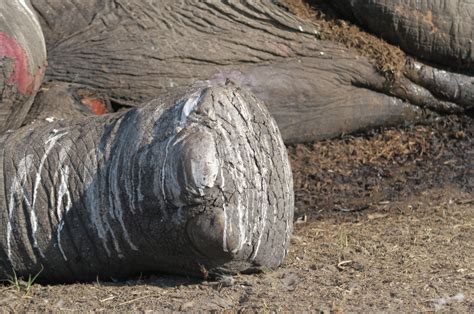 Elephant Poaching On The Increase In Botswana Africa Destinations Guest Post Magical Places