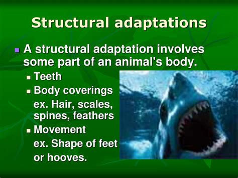 Ppt Animal Adaptations Powerpoint Presentation Free Download Id