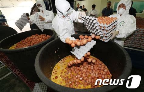 살충제 계란 충북 검출 농가도 친환경인증 농가소비자 분통 뉴스1