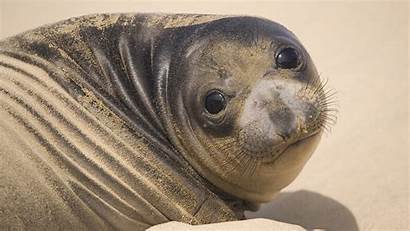 Seal Fat Seals Animals Beach Wallpapers Animal