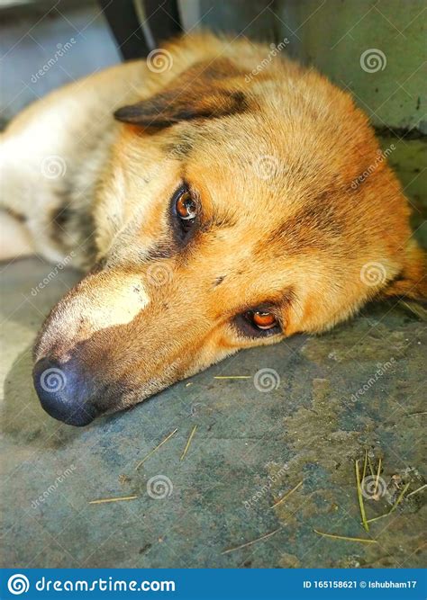 Dog Lying On The Floor And Watching The Camera Stock Image Image Of
