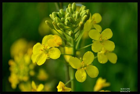 Mustard Plant Hassan Mohiudin Flickr
