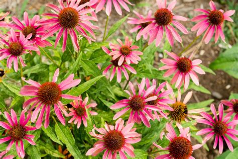 Ten Chesapeake Bay Native Plants To Plant In Your Yard This Spring