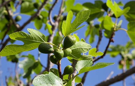 Fig Trees For Sale