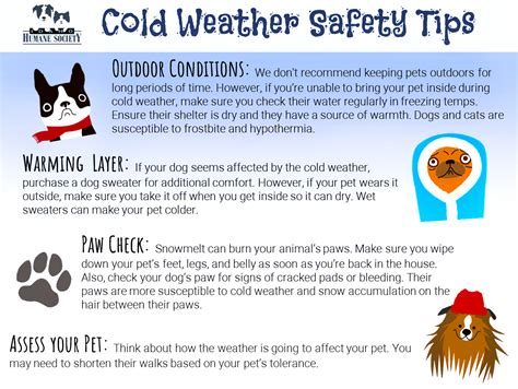 Cold Weather Safety Tips For Your Pet Idaho Humane Society
